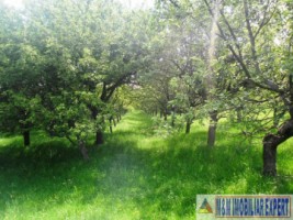 teren-livada-de-vanzare-125-ha-extravilan-in-cretisoara-campulung-muscel-arges-ideal-pentru-agricultura-si-investitie-3