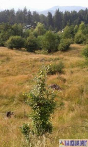 teren-2000-mp-intra-extravilan-nucsoara-9