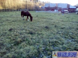 teren-4718-mp-intravilan-bughea-de-sus-magura-bai