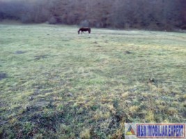 teren-4718-mp-intravilan-bughea-de-sus-magura-bai-1
