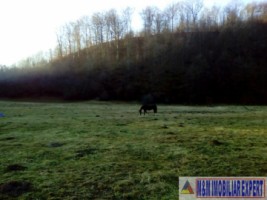 teren-4718-mp-intravilan-bughea-de-sus-magura-bai-2
