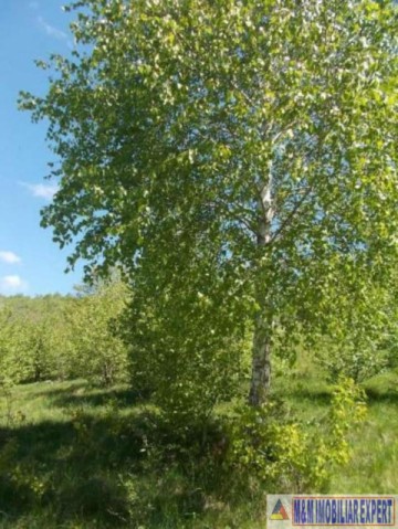 vandut-1