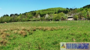 teren-958-mp-intravilan-bughea-de-sus-magura-5