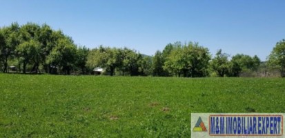 teren-intravilan-3800-mp-de-vanzare-in-albestii-de-muscel-ideal-pentru-dezvoltare-rezidentiala-1