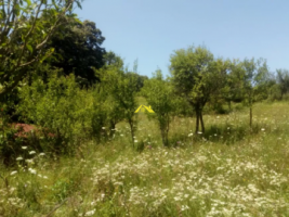 parele-teren-intravilan-de-vanzare