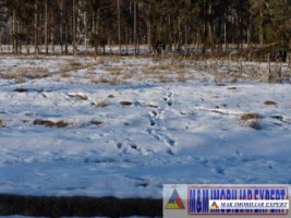 teren-1500-mp-intravilan-campulung