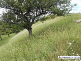 vand-teren-intravilan-5000-mp-flamanda-campulung-muscel-arges-cu-livada-si-vedere-panoramica-16
