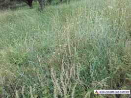 vand-teren-intravilan-5000-mp-flamanda-campulung-muscel-arges-cu-livada-si-vedere-panoramica-19