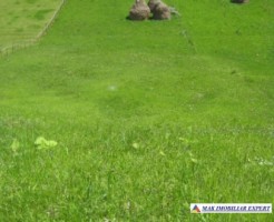 teren-2800-mp-intravilan-dambovicioara