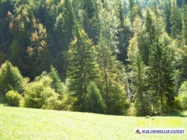 teren-intravilan-6000-mp-de-vanzare-in-podul-dambovitei-valea-cheii-dambovicioara-arges-ideal-pentru-proiecte-turistice-si-rezidentiale-2