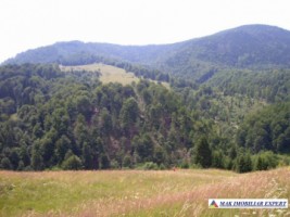 teren-intravilan-6000-mp-de-vanzare-in-podul-dambovitei-valea-cheii-dambovicioara-arges-ideal-pentru-proiecte-turistice-si-rezidentiale-3