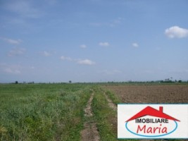 teren-agricol-de-vanzare-in-satu-mare-3