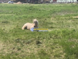 teren-intravilan-1100-mp-de-vanzare-zona-alba-micesti