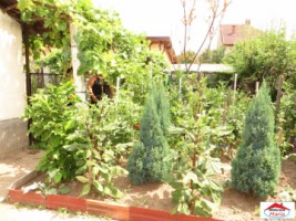 casa-parter-cu-spatiu-comercial-si-curte-id-22149-2
