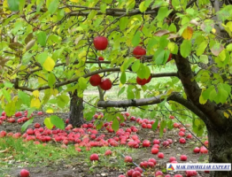 teren-intravilan-5000-mp-de-vanzare-pe-calea-targovistei-campulung-muscel-arges-7