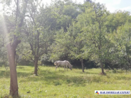 teren-4800-mp-intravilan-de-vanzare-in-godeni-arges-5