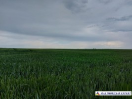 teren-agricol-si-lac-496-ha-extravilan-de-vanzare-in-negoi-dolj-ideal-pentru-activitati-agricole-si-piscicole-7