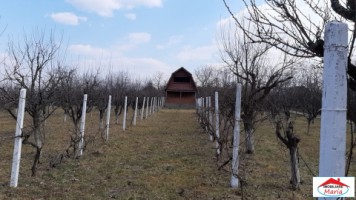 casa-de-vacanta-cu-teren-25-ari-in-ardud-vii-id-22376-3
