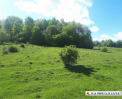 teren-extravilan-2800-mp-in-cretisoara-campulung-muscel-arges-oportunitate-pentru-agricultura-si-investitii-3