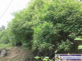 casa-3-camere-teren-1000-mp-campulung-5