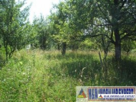 teren-1427-mp-intravilan-valea-mare-pravat-bilcesti-2