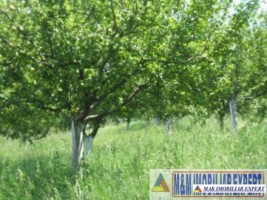 teren-1427-mp-intravilan-valea-mare-pravat-bilcesti-3