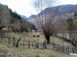 teren-extravilan-1524-mp-in-rucar-arges-investitie-in-natura-perfect-pentru-proiecte-de-vacanta-2