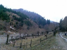 teren-extravilan-1524-mp-in-rucar-arges-investitie-in-natura-perfect-pentru-proiecte-de-vacanta-4