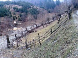 teren-extravilan-1524-mp-in-rucar-arges-investitie-in-natura-perfect-pentru-proiecte-de-vacanta-6