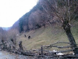 teren-extravilan-1524-mp-in-rucar-arges-investitie-in-natura-perfect-pentru-proiecte-de-vacanta-8