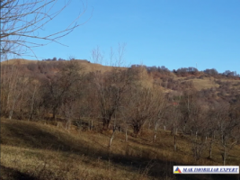 teren-extravilan-5000-mp-nucsoara-arges-ideal-pentru-agricultura-2
