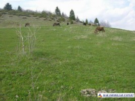 teren-extravilan-37-ha-de-vanzare-rucar-arges-potrivit-pentru-activitati-agricole-sau-proiecte-de-ecoturism-2