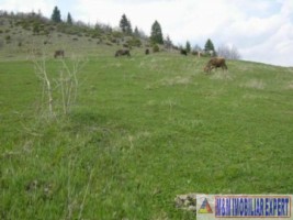 teren-extravilan-37-ha-de-vanzare-rucar-arges-potrivit-pentru-activitati-agricole-sau-proiecte-de-ecoturism-4