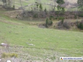 teren-extravilan-37-ha-de-vanzare-rucar-arges-potrivit-pentru-activitati-agricole-sau-proiecte-de-ecoturism-9