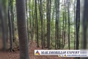 padure-de-6400-mp-in-leresti-dobreasa-mare-oportunitate-ecologica-unica