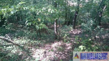 teren-intravilan-2574-mp-apa-sarata-v-barbusii-campulung-ag-12