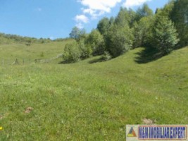 teren-intraextravilan-4800-mp-tarina-leresti-arges-potrivit-pentru-constructii-sau-agricultura-1