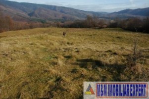 teren-3-ha-intravilan-nucsoara-oportunitate-de-investitie-in-zona-verde-5