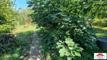 casa-parter-cu-gradina-10-arii-14-mai-id22768-10