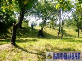 teren-intravilan-de-vanzare-8000-mp-in-cretisoara-campulung-muscel-arges-ideal-pentru-dezvoltare-rezidentiala-5