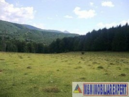 teren-916-ha-extravilan-valea-mare-pravat-3