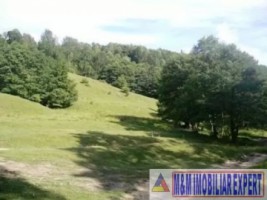 teren-916-ha-extravilan-valea-mare-pravat-8