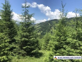 teren-intravilan-de-1-ha-de-vanzare-in-valea-cheii-dambovicioara-arges-7