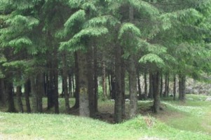 teren-la-munte-4005-mp-extravilan-leresti-oportunitate-ideala-pentru-investitii-in-natura-1