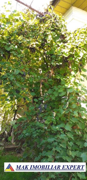 casa-4-camere-teren-854-mp-domnesti-26