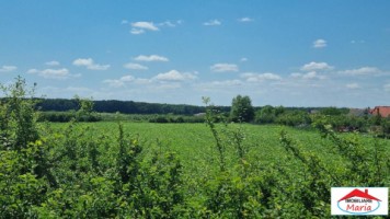 teren-extravilan-356-hectare-in-dorolt-id-22873-2