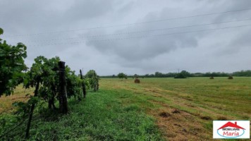 casa-in-supuru-de-jos-cu-teren-mare-112-ha-id-22899-9