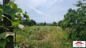casa-in-viile-satu-mare-55000-id-22736-4