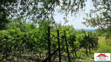 casa-in-viile-satu-mare-55000-id-22736-2