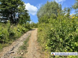 extravilan-1-ha-in-corbi-arges-oportunitate-de-investitie-in-natura-8